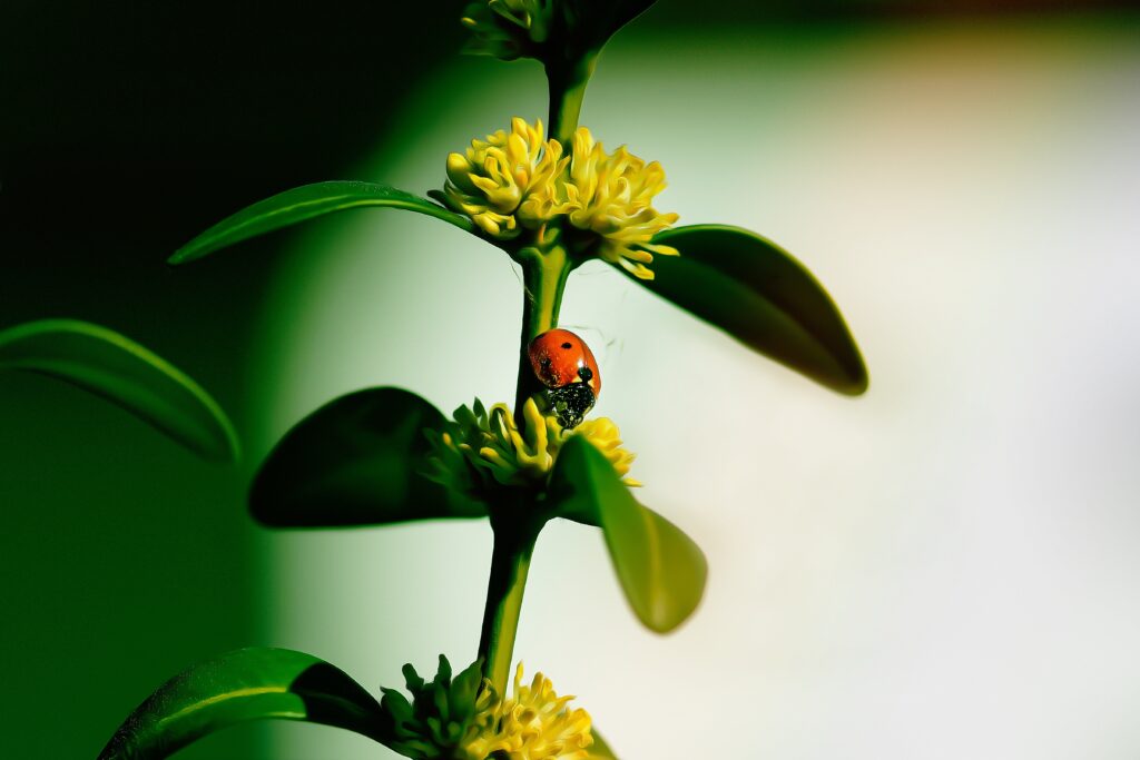 How do I deal with pest or diseases in my garden?